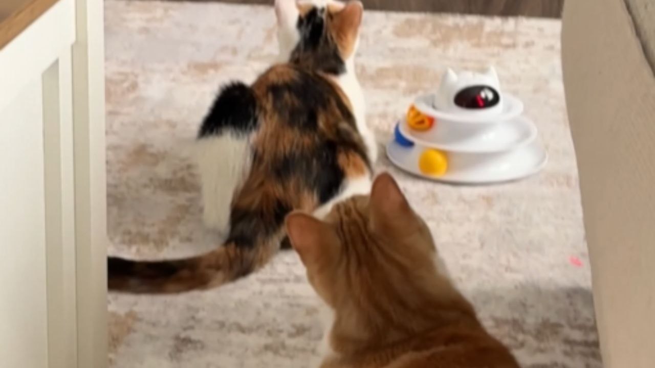 Two Cats Watch TV Until One Suddenly Notices The Other