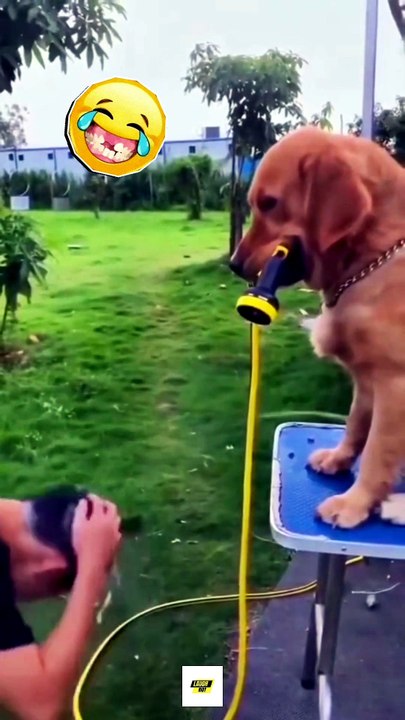 Golden Retriever Chaos That Made Everyone Laugh 😂🐶