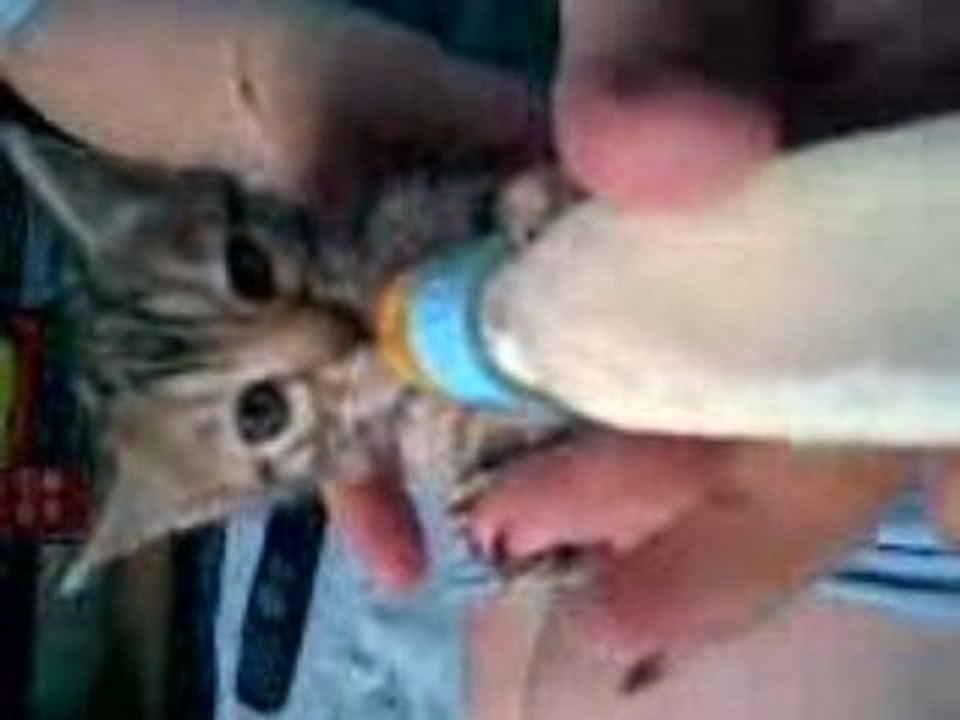 Chatons qui boit