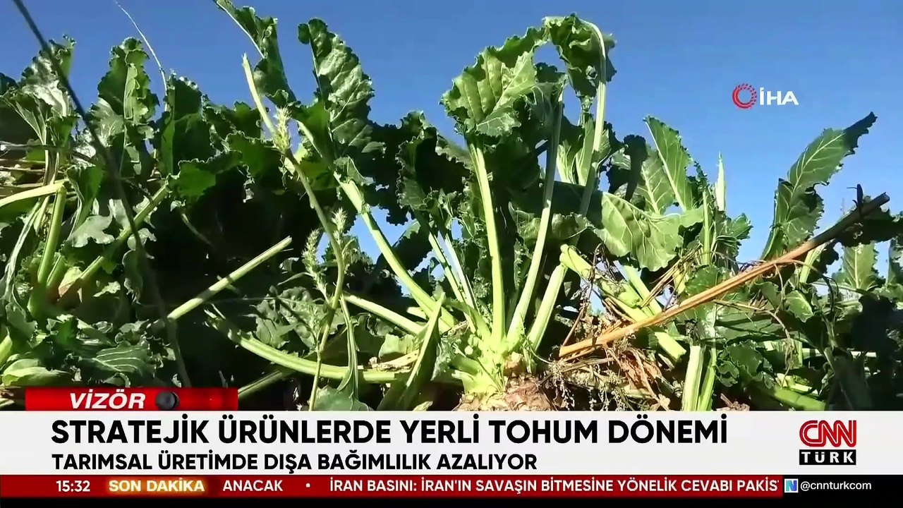 Bir milli mücadele cephesi: Tohum | Türkiye tarımda dışa bağımlılıktan nasıl kurtulur?