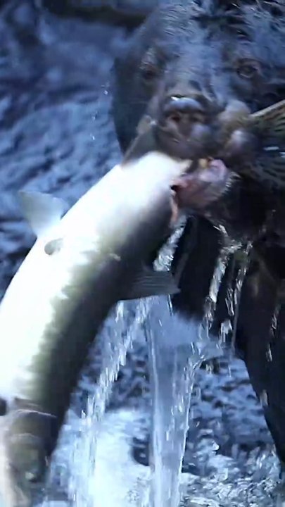 Black bear fish for Salmon