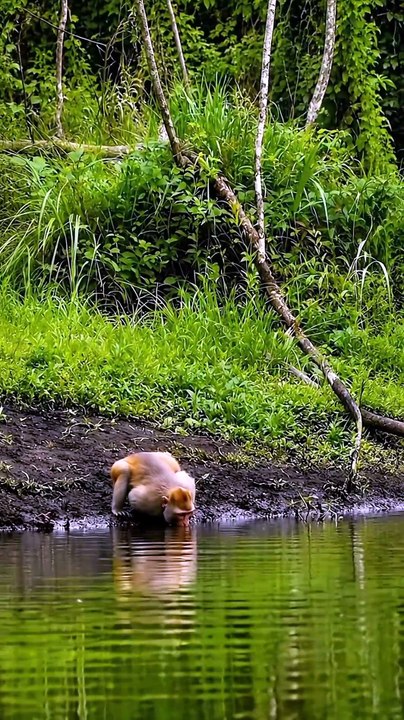 Orangutan Saves Monkey from Crocodile! 🐒🐊