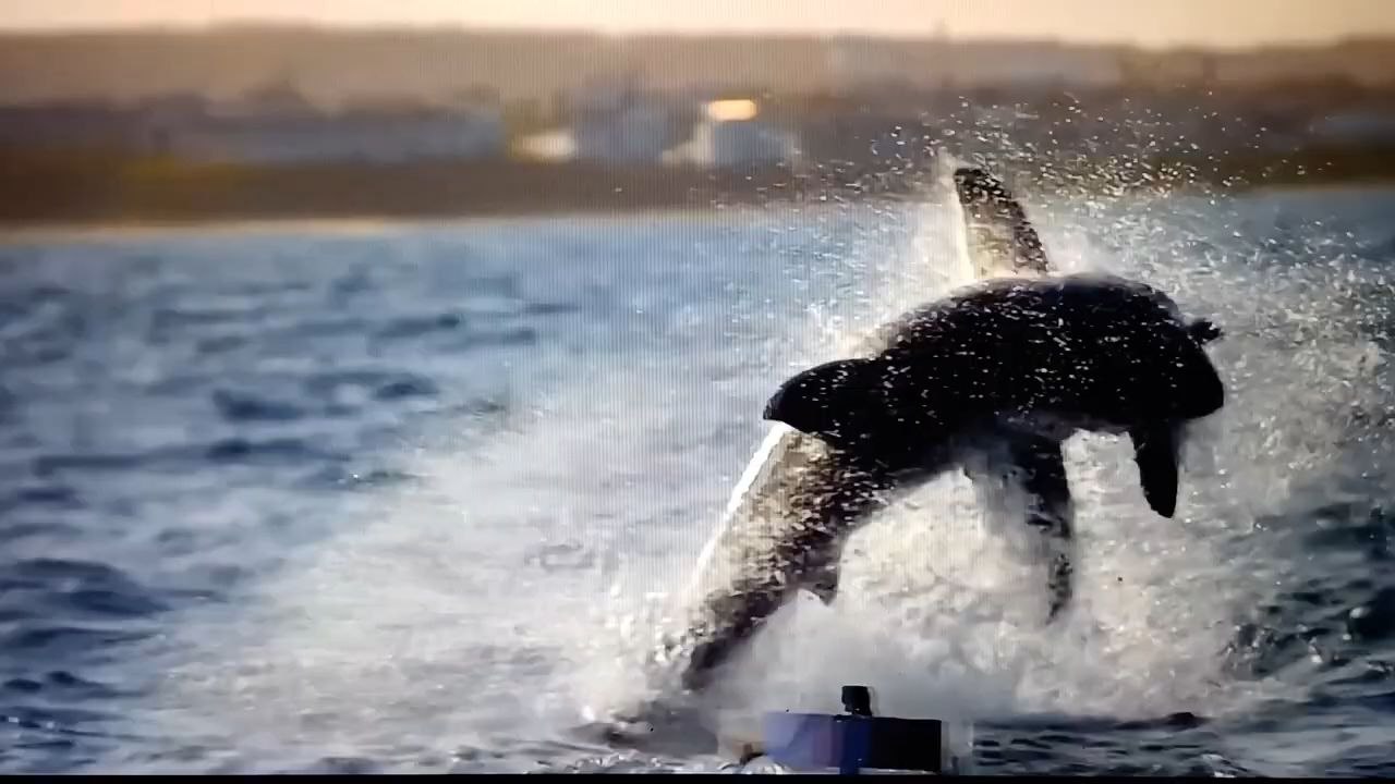 Le parfait predateur documentaire animalier
