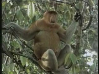 la vie privee des animaux . part 3 de 7