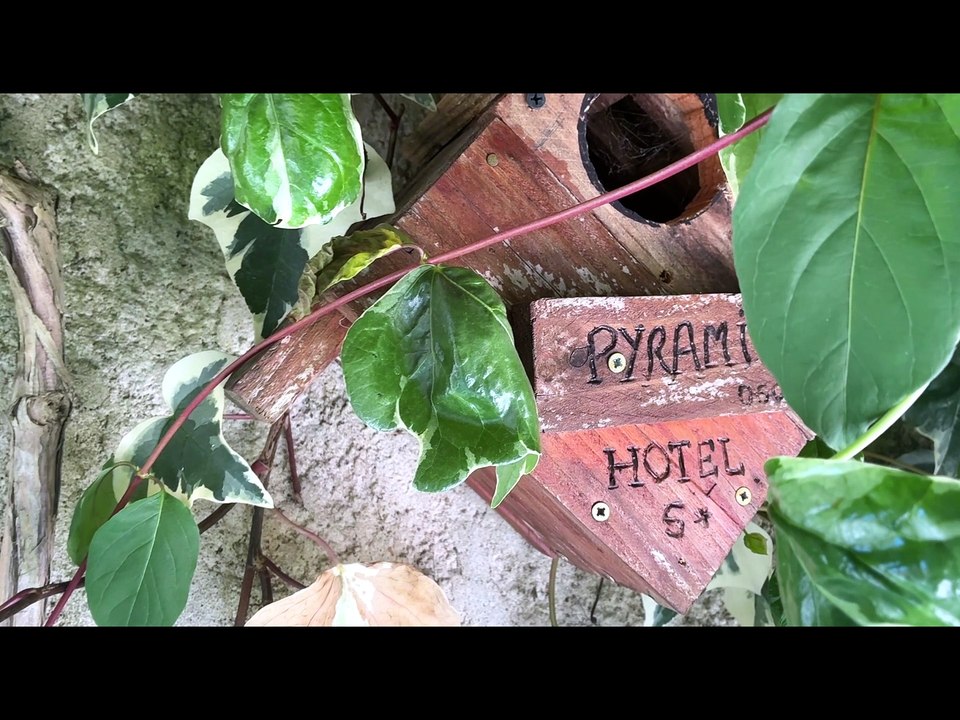 Mésange charbonnière