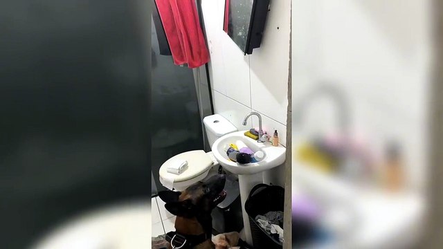 Cão farejador encontra drogas escondidas na CIC