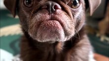 Pug kingdom bulletin