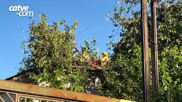 Galho de árvore cai sobre casa e mobiliza bombeiros no bairro Floresta