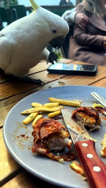 Cockatoo eating someone’s food