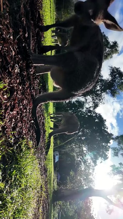 Australian kangaroo
