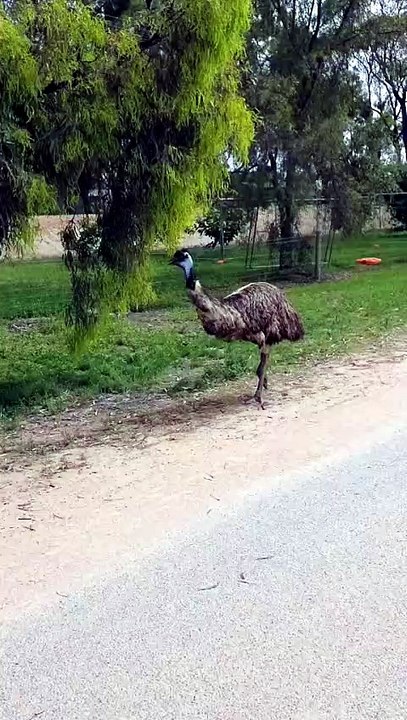 Emu bird