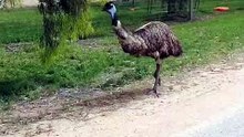 Emu bird