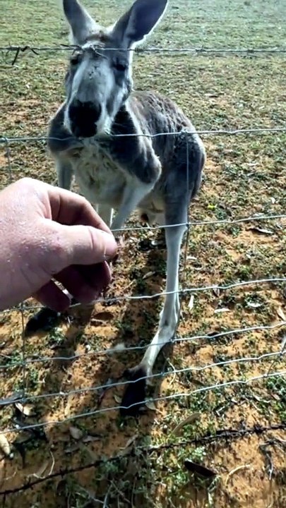 Australian kangaroo