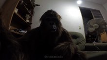 Pé grande foi atrás do chupa cabra e se lascou!! 😂#bigfootvlogs #pégrande #comédia #engraçado