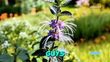Nature Kidney King - Cat’s Whiskers Planting | Benefits  Nature Plant