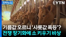 [자막뉴스] "사료 주기가 겁난다"... 이란 전쟁에 '한우 농가 직격탄' / YTN