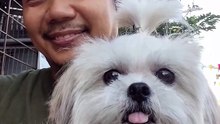 🔴 MONDAY WORKOUT WITH PICKLES #shihtzu