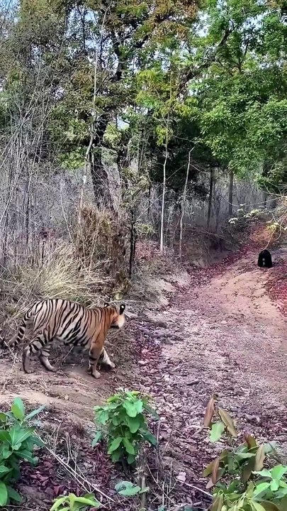 Rare Wild Bengal Tiger Hunts and Eats Bear in Jungle Safari