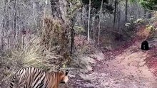 Rare Wild Bengal Tiger Hunts and Eats Bear in Jungle Safari