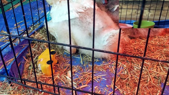 Tooey and Lemongrab as goslings, cuddled up to sleep together. :) | #SparklegleamFarm #Tooey #Lemongrab #farm #geese #farmanimals #soft #cute