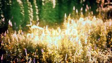 Wild Field Flowers at Summer Sunset1