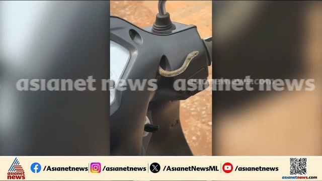 ഓടിക്കൊണ്ടിരുന്ന സ്കൂട്ടറിനുളളിൽ പാമ്പ്; യുവാവ് പാമ്പുമായി സഞ്ചരിച്ചത് കിലോമീറ്ററുകള്‍ | Snake