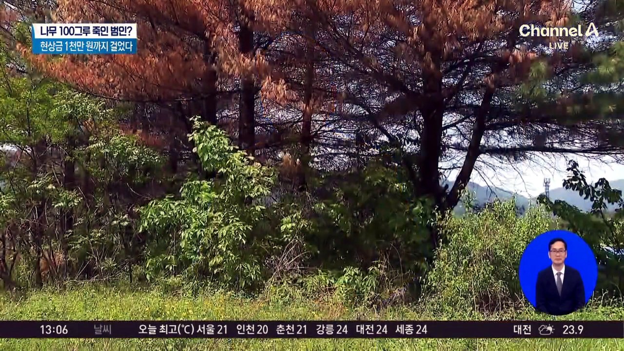 나무 100그루 죽인 범인?…현상금 1천만 원까지 걸었다