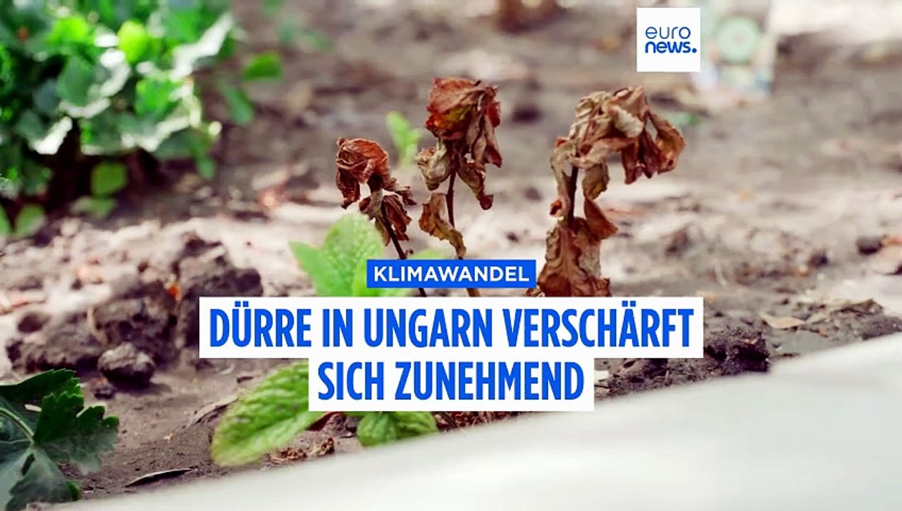 Dürre am wärmsten See Europas verschärft sich: Trocknet der kleine Bruder des Plattensees in Ungarn aus?