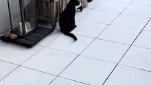 Morning fly patrol has officially begun 🐾 #cat #funnycats #catlovers