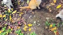 Adorable Cats You’ll Never Forget