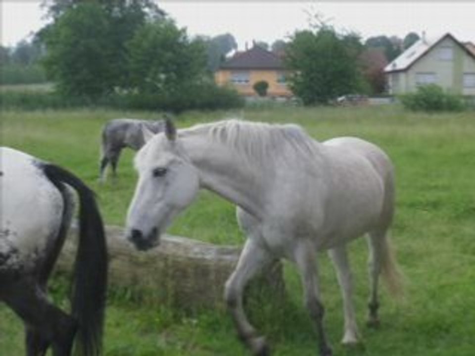 chevaux au prée ( photos)