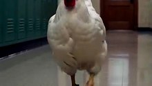 Chicken going in classroom