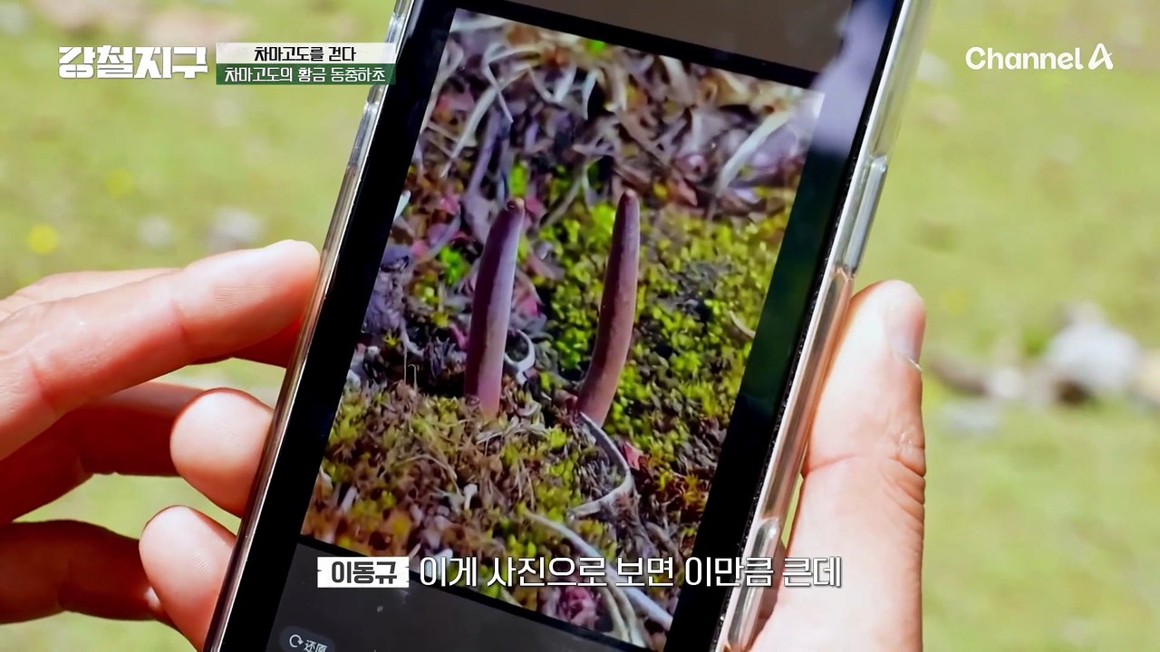 차마고도의 황금 '동충하초'를 찾아라!
