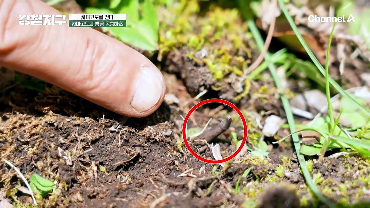 드디어 동충하초를 찾아낸 민호?! 아니 근데 진짜 이거 맞아요??