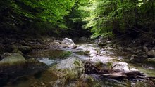 Peaceful Nature Scenery for Relaxation