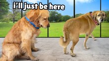 Golden Retriever Meets Rescue Dog Completely Frozen in Fear