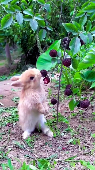 Just a Tiny Bunny Having a Big Snack!
