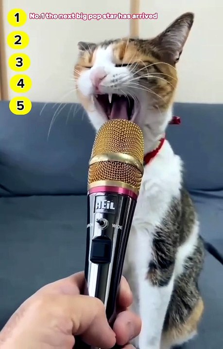 The Only Honey Video You Need To Watch Today!