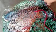 Ikan Liar jadi Ladang Cuan