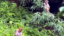Monyet duduk diatas batu teriak teriak
