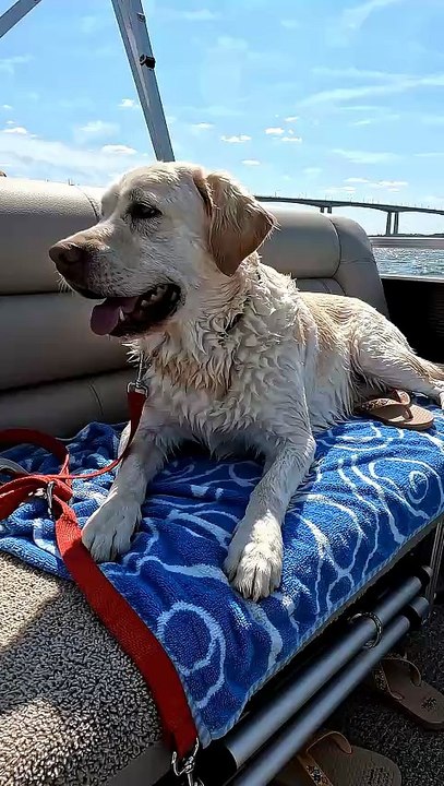Dog relaxing #dog #kingdomofawais