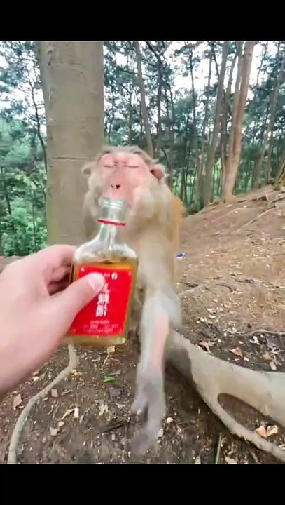 funny short story vedio