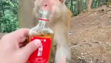 funny short story vedio
