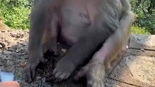 funny short vedio