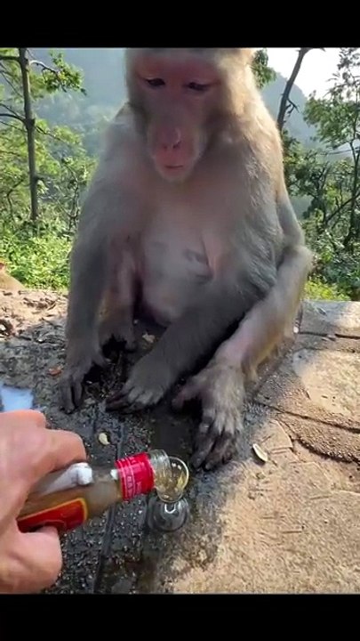 funny short vedio
