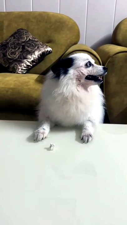 Cute Dog Struggle's in life 🤣🐕😂🤣