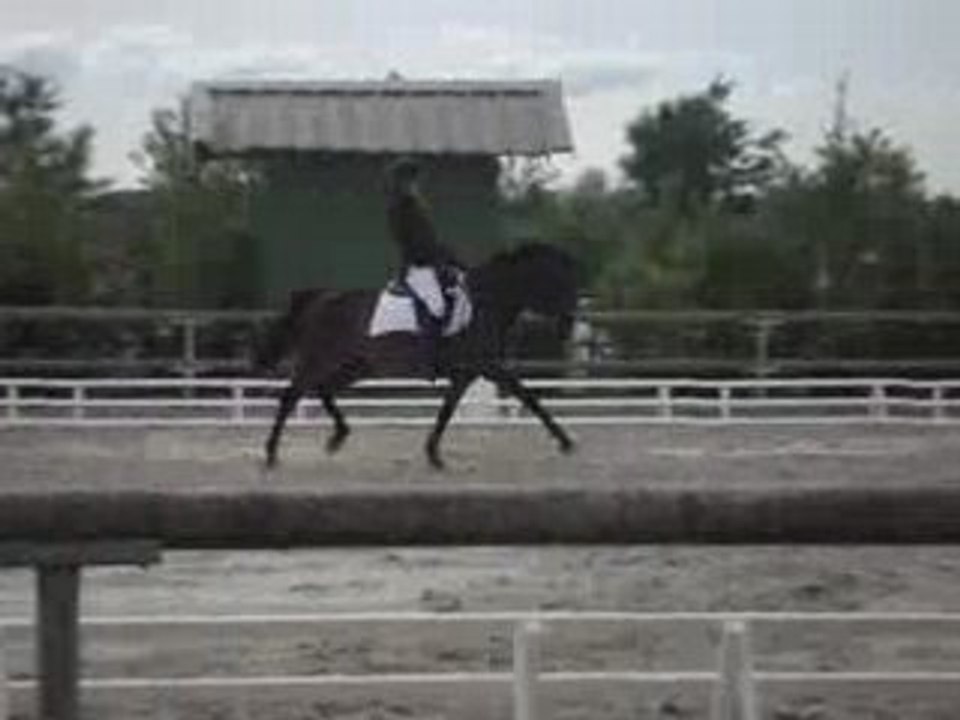 Dressage laura