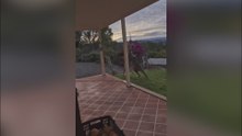 Un hombre sale de su casa y se encuentra dos canguros peleándose