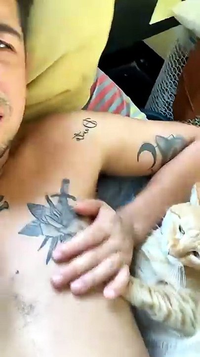 Curiosidad del gato #cat #gatos #traviesos #curiosos #bets