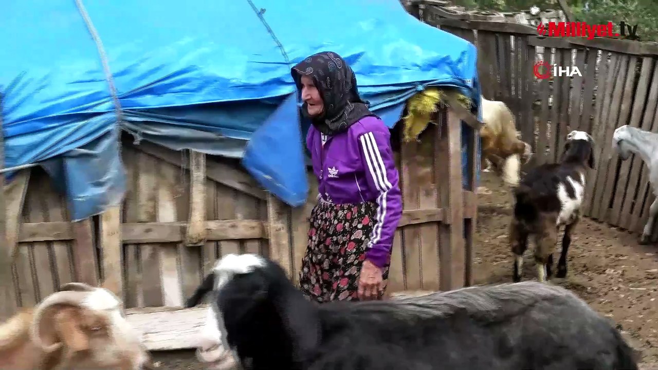 94 yaşında, 90 yıldır dağlarda! Emine Nine'den ilham veren yaşam hikayesi